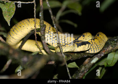 Il governo dello Sri Lanka rattlesnakes, Ceylon rattlesnakes, Sri Lanka pitviper verde o pala polonga (Trimeresurus trigonocephalus) Foto Stock