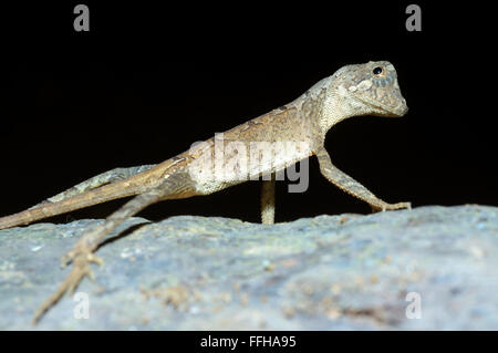 Marrone-patchato Kangaroo lizard, Wiegmann la AGAMA SA o dello Sri Lanka Kangaroo Lizard (Otocryptis wiegmanni), Sinharaja Foto Stock