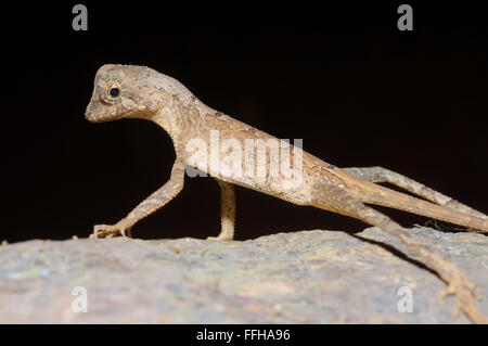 Marrone-patchato Kangaroo lizard, Wiegmann la AGAMA SA o dello Sri Lanka Kangaroo Lizard (Otocryptis wiegmanni), Sinharaja Foto Stock