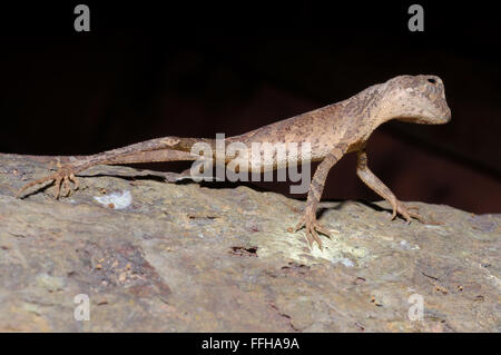 Marrone-patchato Kangaroo lizard, Wiegmann la AGAMA SA o dello Sri Lanka Kangaroo Lizard (Otocryptis wiegmanni), Sinharaja Foto Stock