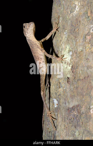 Marrone-patchato Kangaroo lizard, Wiegmann la AGAMA SA o dello Sri Lanka Kangaroo Lizard (Otocryptis wiegmanni), Sinharaja Foto Stock