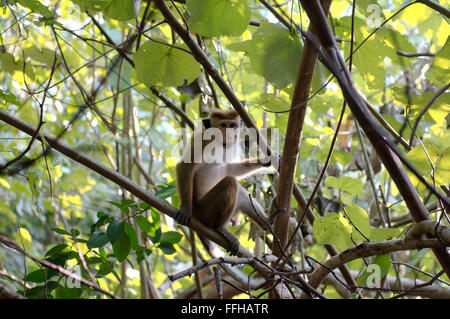 Toque macaque (Macaca sinica) seduto sul ramo di un albero, Hikkaduwa, Sri Lanka, Sud Asia Foto Stock