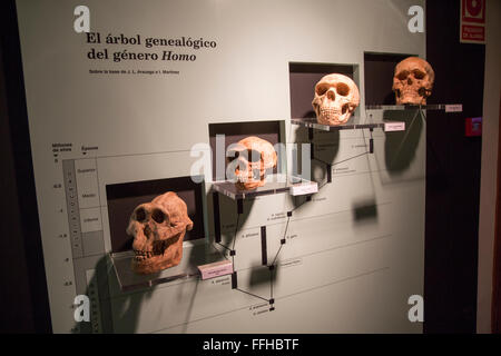 Evoluzione di Homo Sapiens il museo di archeologia, Jerez de la Frontera, la provincia di Cadiz Cadice, Spagna Foto Stock