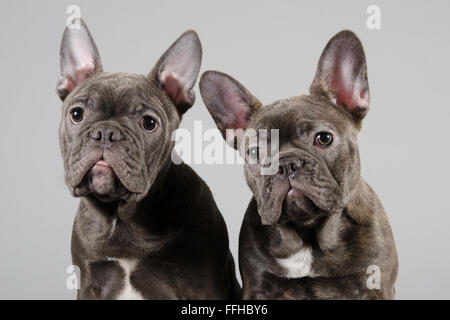 Bulldog francese cuccioli. Foto Stock