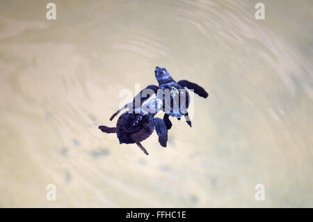 3 marzo 2016 - Due baby Pacific ridley SEA TURTLE, olive ridley sea turtle o Ridely Oliva (Lepidochelys olivacea) nuotare in acque poco profonde, Oceano Indiano, Hikkaduwa, Sri Lanka (Ceylon island), Asia del Sud. © Andrey Nekrasov/ZUMA filo/ZUMAPRESS.com/Alamy Live News Foto Stock