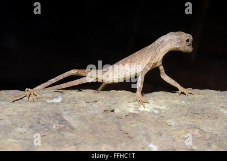 3 marzo 2016 - marrone-patchato Kangaroo lizard, Wiegmann la AGAMA SA o dello Sri Lanka Kangaroo Lizard (Otocryptis wiegmanni), riserva forestale di Sinharaja, parco nazionale, Sinharaja, Sri Lanka, Sud Asia. © Andrey Nekrasov/ZUMA filo/ZUMAPRESS.com/Alamy Live News Foto Stock