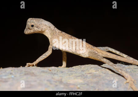 3 marzo 2016 - marrone-patchato Kangaroo lizard, Wiegmann la AGAMA SA o dello Sri Lanka Kangaroo Lizard (Otocryptis wiegmanni), riserva forestale di Sinharaja, parco nazionale, Sinharaja, Sri Lanka, Sud Asia. © Andrey Nekrasov/ZUMA filo/ZUMAPRESS.com/Alamy Live News Foto Stock