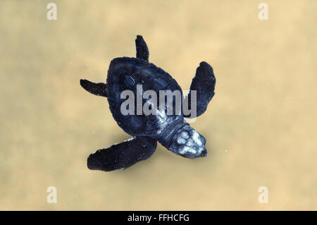 3 marzo 2016 - baby Pacific ridley SEA TURTLE, olive ridley sea turtle o Ridely Oliva (Lepidochelys olivacea) nuotare in acque poco profonde, Oceano Indiano, Hikkaduwa, Sri Lanka (Ceylon island), Asia del Sud. © Andrey Nekrasov/ZUMA filo/ZUMAPRESS.com/Alamy Live News Foto Stock