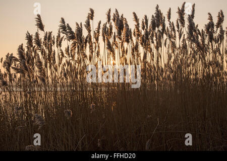 Reeds tramonto in inverno, Fiume Deben, Ramsholt, Suffolk, Inghilterra, Regno Unito Foto Stock