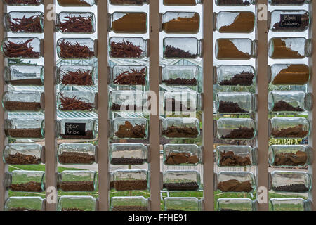 Raccolta delle spezie Kew Garden Londra Inghilterra REGNO UNITO Foto Stock