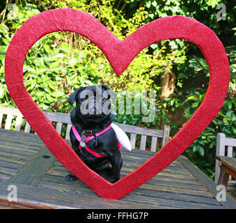 Londra, Regno Unito. 14 febbraio 2016. Bubba il Pug pone all'interno di un cuore rosso a tutti i cani questione Valentine's Dog Walk, Hampstead Heath, Londra Credito: Paul Brown/Alamy Live News Foto Stock