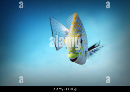 Siganus javus, Steaked Spinefoot Rabbitfish pone per la telecamera, profilo ritratto nei Gemelli sito di immersione, Koh Tao, Thailandia Foto Stock