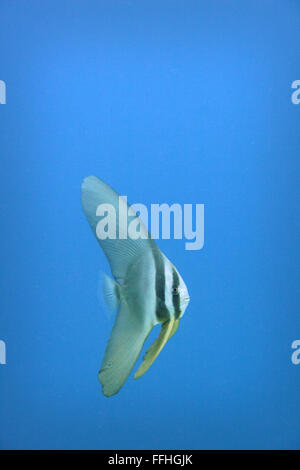 Juvenille Baby Longfin Batfish - Platax teira Foto Stock