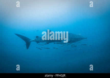 Whaleshark acqua blu - Rhincodon typus Foto Stock