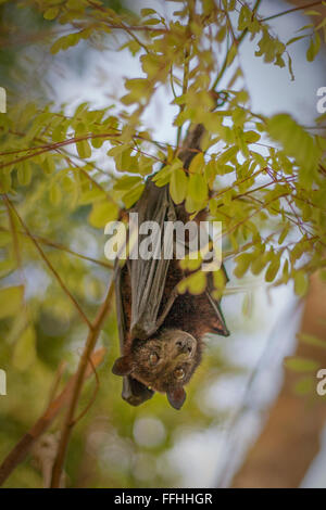 Sedric, minore a breve dal naso di frutta - bat Cynopterus brachyotis, Koh Lipe, Thailandia. Foto Stock