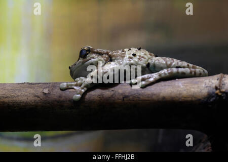 La missione golden-eyed raganella o Amazon rana latte ( Trachycephalus resinifictrix ) nativo della foresta pluviale amazzonica in Sud America. Foto Stock