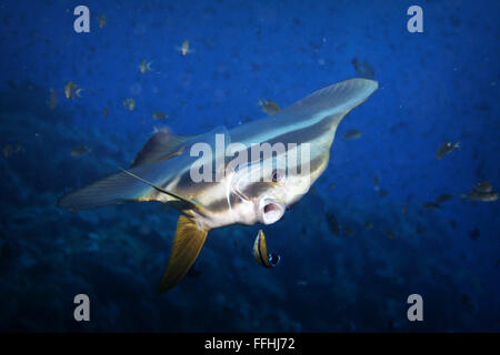 Batfish Longfin - Platax teira, essendo pulito alla stazione da wrasse Foto Stock