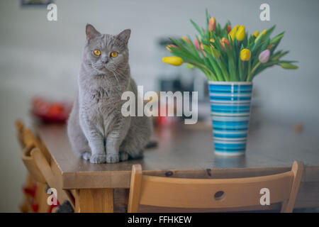 Lilla British Shorthair cat tomcat seduta sul tavolo del caso bottiglia con mazzetto di molla multicolore tulipani fissando lo sguardo Foto Stock