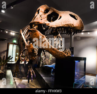 Tirannosauro Rex scheletro replica presso il grande museo del Nord: Hancock in Newcastle upon Tyne Foto Stock
