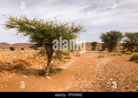 Acacia nel deserto del Sahara Foto Stock