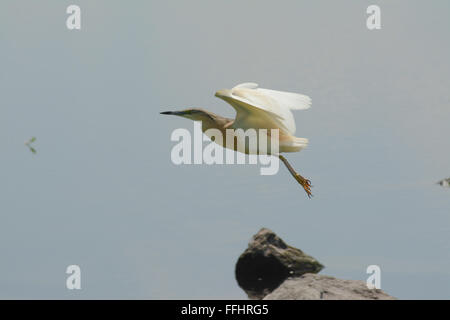 Erone di Squacco (Ardeola ralloides) In volo al lago Kerkini nella Grecia settentrionale Foto Stock