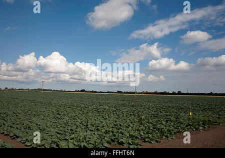 Cumulus cloud passando attraverso un campo di cavolo cappuccio nell'appartamento fen terreno vicino a Boston Lincolnshire Inghilterra Foto Stock