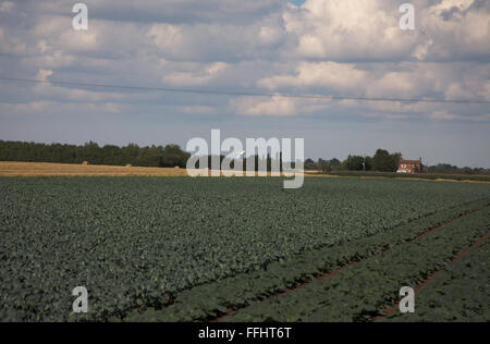 Cumulus cloud passando attraverso un campo di cavolo cappuccio nell'appartamento fen terreno vicino a Boston Lincolnshire Inghilterra Foto Stock