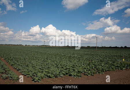 Cumulus cloud passando attraverso un campo di cavolo cappuccio nell'appartamento fen terreno vicino a Boston Lincolnshire Inghilterra Foto Stock