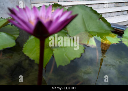 Fiore e riflessione di stupa dorato, il Tempio del Buddha di Smeraldo (Wat Phra Kaew) al Grand Palace, Bangkok, Thailandia, Sout Foto Stock