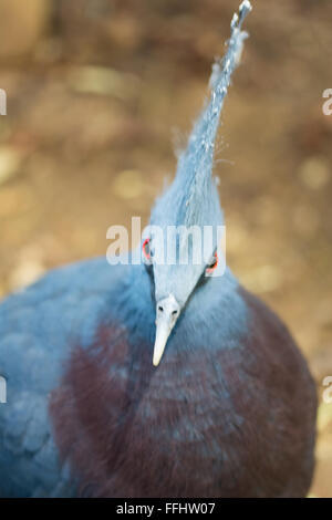 Victoria incoronato Pigeon Foto Stock