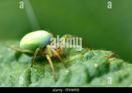 Green orb-weaver (Araniella sp.). Un ragno femmina nella famiglia Araneidae, con distintivo verde addome Foto Stock