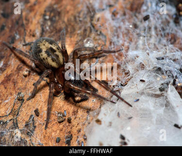 Pizzo palmati spider (Amaurobius fenestralis). Ragno femmina nella famiglia Amaurobiidae con web, scoperto sotto corteccia Foto Stock