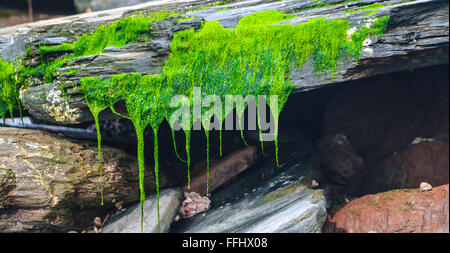 Le Alghe verdi su roccia Aymer Cove, Ringmore, Devon, Inghilterra Foto Stock