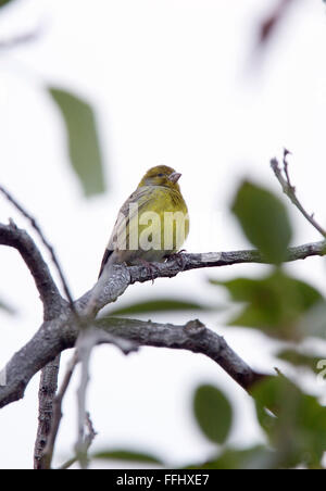 Atlantico (Canarie Serinus canaria), maschio, arroccato, Tenerife, Isole Canarie, Spagna. Foto Stock