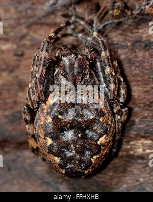 Noce orb weaver (Nuctenea umbratica) posizione difensiva. Una larga e piatta orb-ragno di tessitura nella famiglia Araneidae Foto Stock