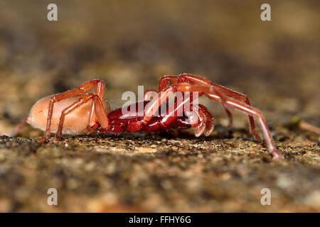 Woodlouse spider (Dysdera crocata) su pietra. Uno specialista woodlouse hunter nella famiglia Dysderidae Foto Stock