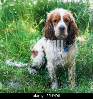 Wet cocker spaniel sul bordo del lago di Windermere, Cumbria, Inghilterra Foto Stock