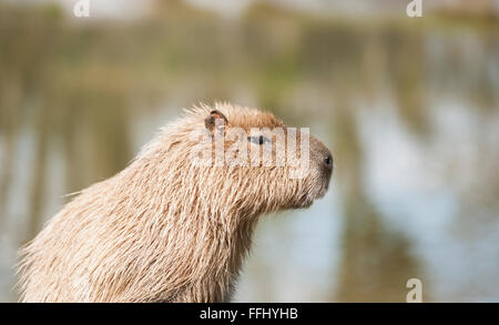 Capibara - portriat di questo intelligente semi-mammifero acquatici Foto Stock