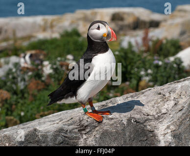 Atlantic puffin (fratercula arctica) Sta di guardia con il suo becco colorato su un isolotto roccioso nel Maine. Si tratta di una specie in via di estinzione che è protetto. Foto Stock