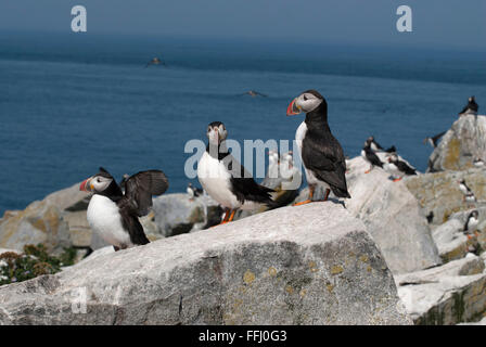 Tre Atlantic i puffini proteggendo le loro zone di nidificazione durante la stagione riproduttiva sulla guarnizione Machias isola al largo della costa nord del Maine. Foto Stock