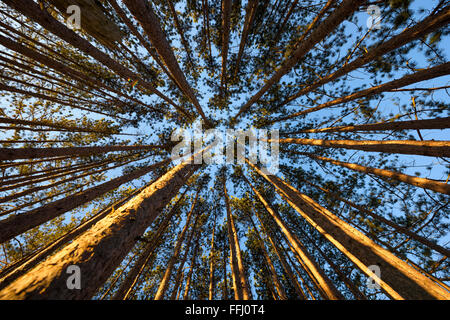 Un cavalletto di sempreverde Pino alberi crescono in Canaan Valley, West Virginia. Foto Stock