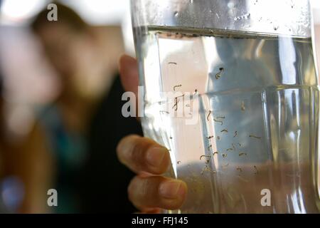 Aedes aegypti larve di zanzara in un vaso durante un programma di outreach detenute dai militari per avvertire il pubblico sulla lotta contro la diffusione sia Zika virus e la febbre dengue durante la bandiera nazionale giornata presso il Plaza dei tre poteri Febbraio 14, 2016 a Brasilia, Brasile. Foto Stock