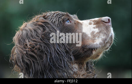 SPRINGER SPANIEL cane guardando verso l'alto ri cani ANIMALI DOMESTICI VETERINARI BILL amore occhi odore naso umido obbediente colpo di testa A PIEDI LE ORECCHIE FUR REGNO UNITO Foto Stock