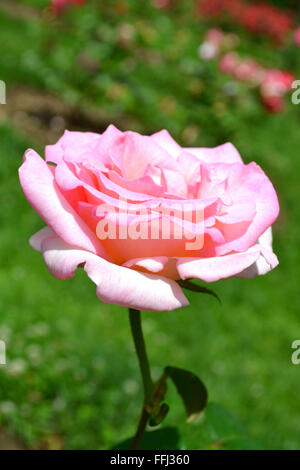 Piuttosto lunga di gambi di Rose Foto Stock