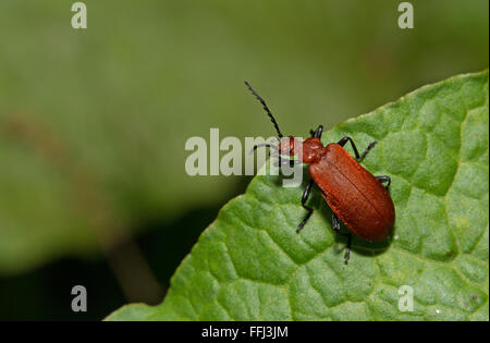 Testa rosso cardinale beetle sulla lamina Foto Stock