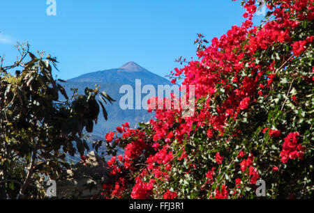 Il monte Teide è un vulcano a Tenerife nelle isole Canarie. I suoi 3.718 metri di cima è il punto più alto in Spagna Foto Stock