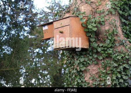 Owl e hawk fiducia nella casella di uccelli su un albero in Winterbourne, Febbraio 2016 Foto Stock