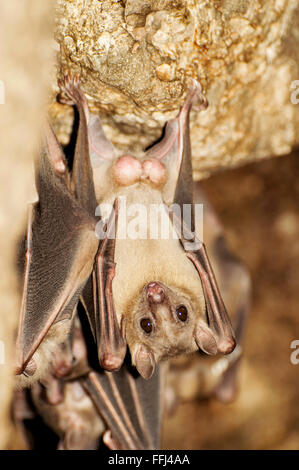 Frutta egiziana bat appesi in una grotta Foto Stock