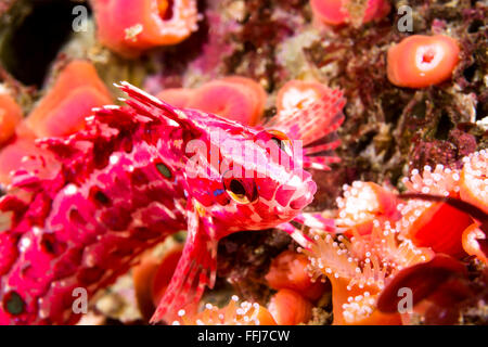 Un rosso e rosa kelpfish interstiziale su una scogliera di colore in California's Isole del Canale pone brevemente per una foto prima di freccette lontano Foto Stock