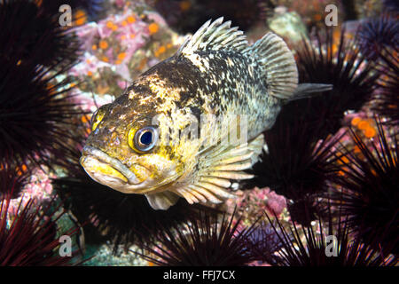 Un pesce di rame in California's Isole del Canale si appoggia su un letto di porpora ricci di mare che sommergono una barriera corallina.